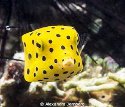 Yellow boxfish by Alexandra Jernberg 